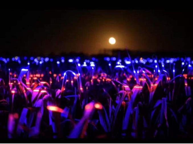 荷蘭新銳藝術(shù)家打造新景觀，讓燈光照在兩萬平方米農(nóng)田上