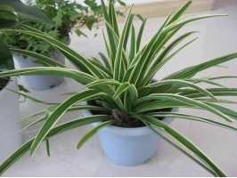 關(guān)于金邊吊蘭，你不能不知道的5個(gè)養(yǎng)護(hù)小技巧~