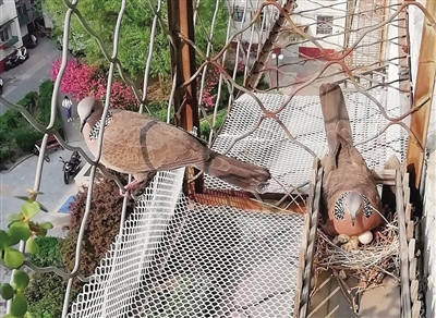 共生，城市里人與動物面臨的新課題