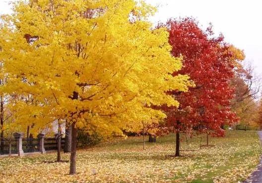 彩葉樹如何配置才能真正體現(xiàn)園林綠化之“美”？