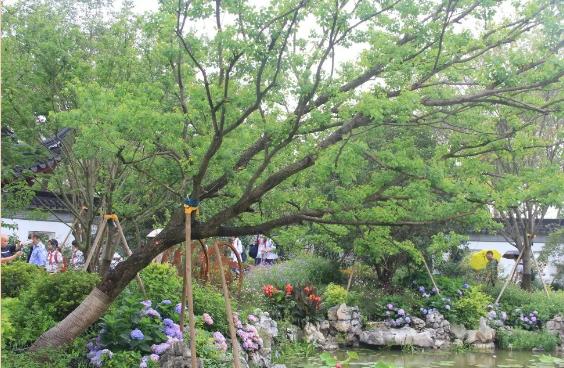 園林景觀樹木布置時(shí)需要注意哪些?