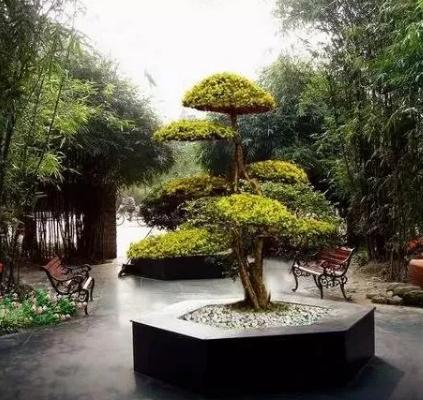 景觀造型樹，憑啥那么貴？