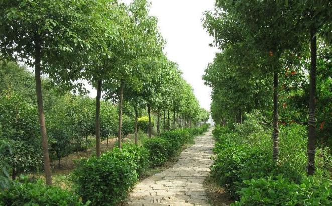 立秋后，湖北園林綠化苗木養(yǎng)護(hù)注意事項(xiàng)有哪些？