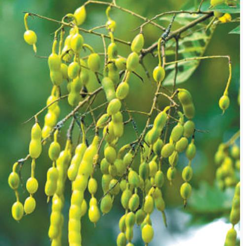 行道樹如何為城市增綠給生活添彩？