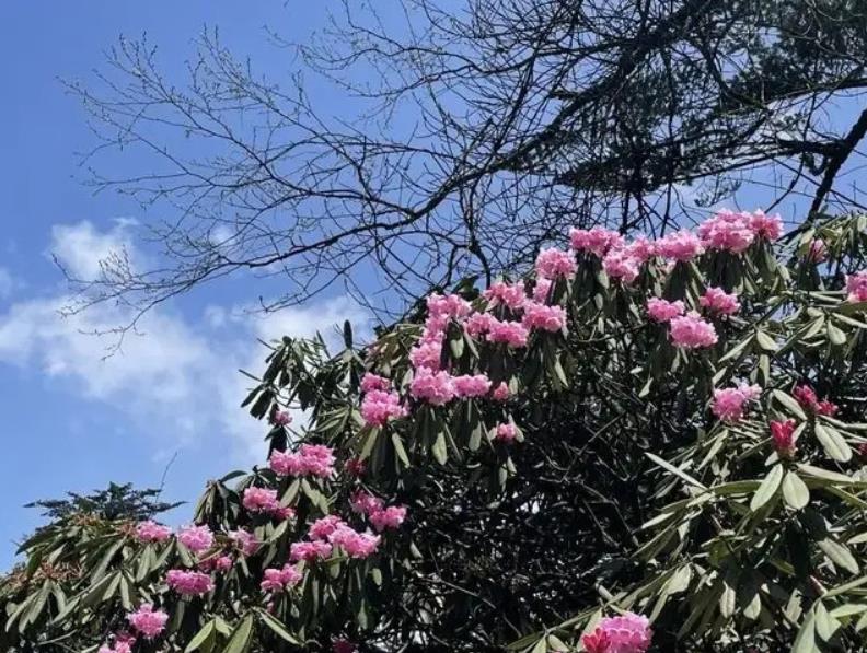 為什么說鄉(xiāng)土性是特色園林之魂？