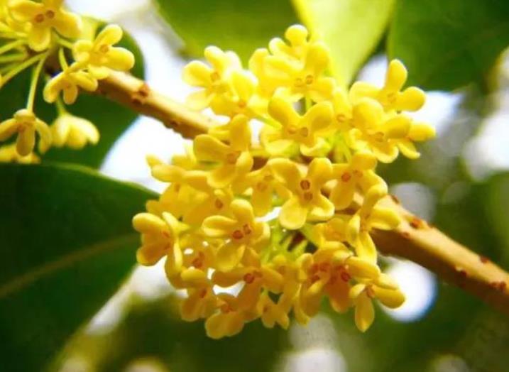 園林綠化zui愛的10種“花香之樹”！