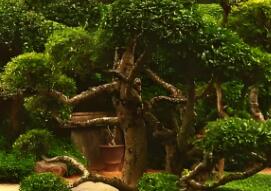 園林植物的形狀通常可分為幾種呢？