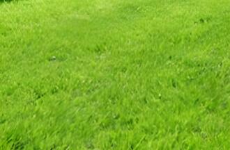 依其用途，草坪可分為幾類呢？