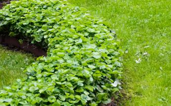 園林綠化時，植物配置的技巧有哪些呢？