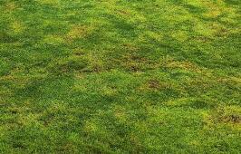 園林綠化養(yǎng)護的核心原則是什么呢？